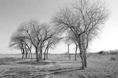 Деревья в степи