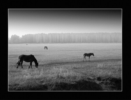 Прошлогоднее разнотравье