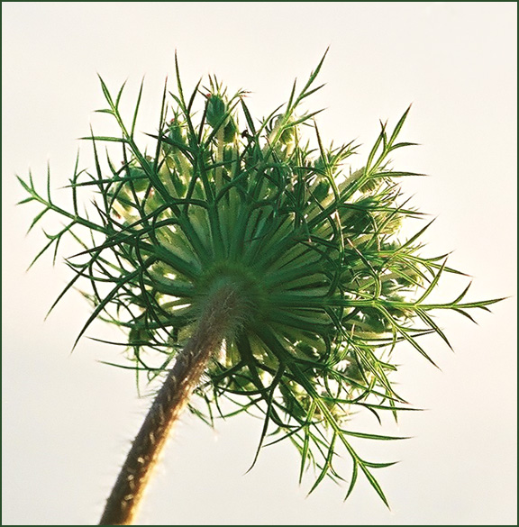 Magic Flower.