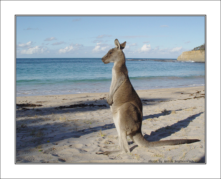Kangaroo Dreaming