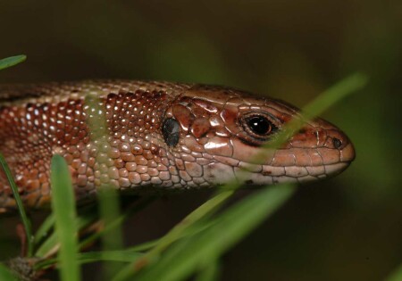 Женский портрет...