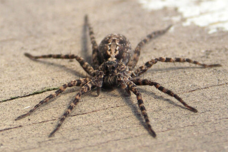 добрые глазки