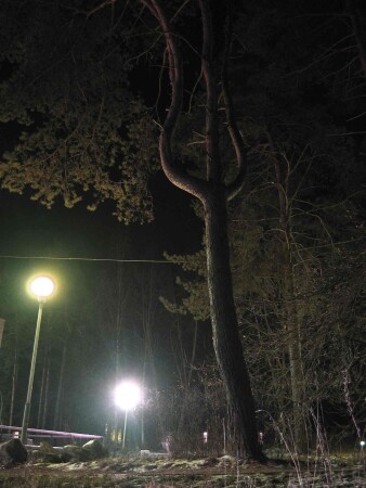 &quot;Деревцо&quot;