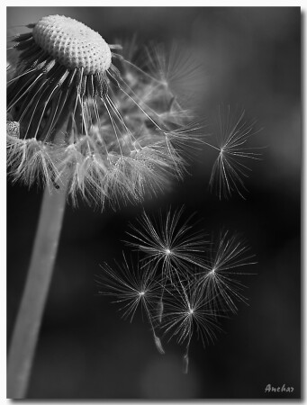 Пятый пошел!