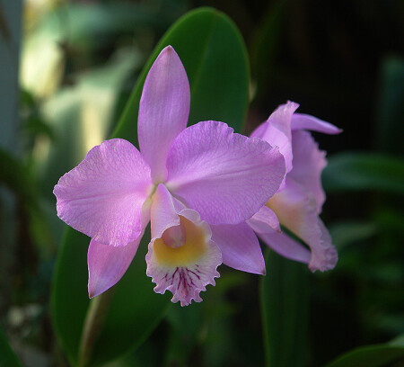 Опять цветы