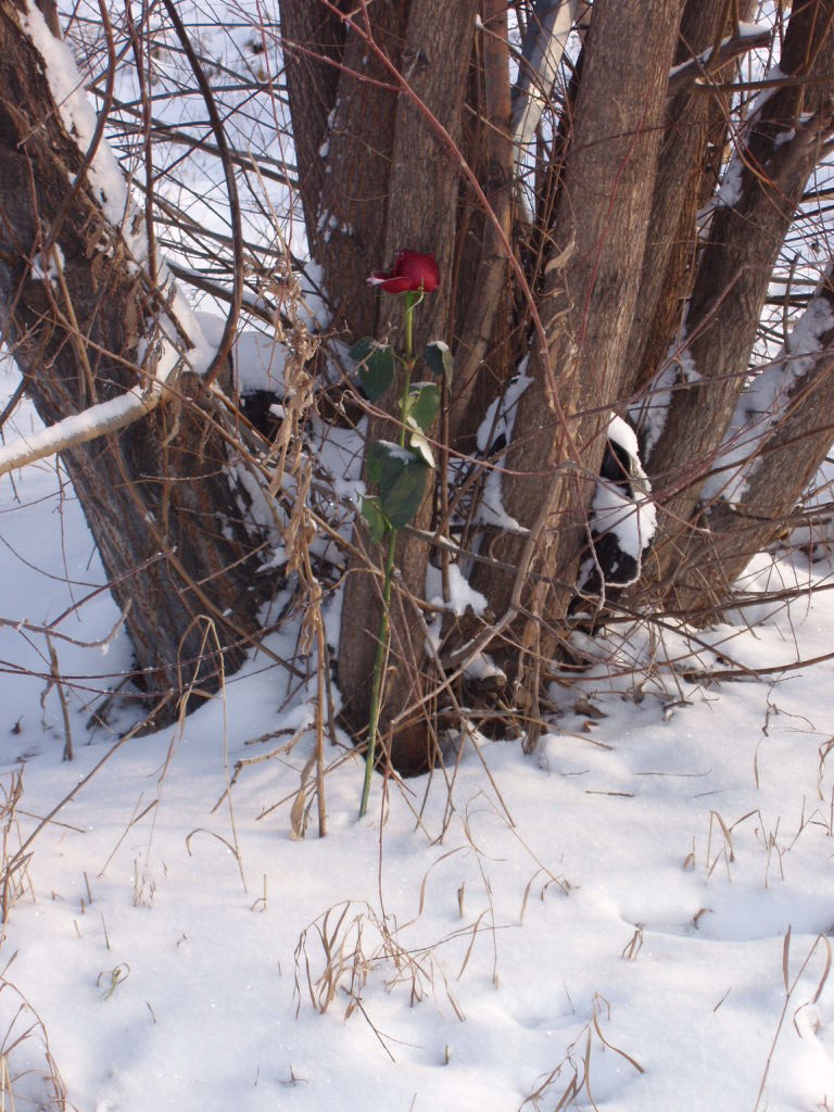 воспоминания о декабре