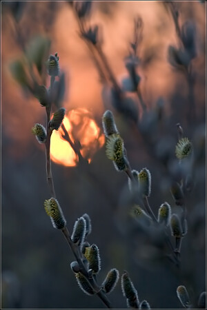 Верба, закатная ...