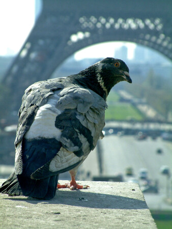 Окно в Париж