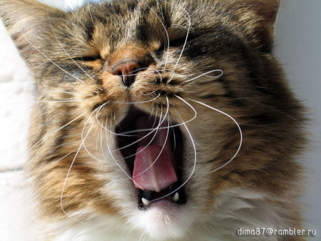 Усы и кошка