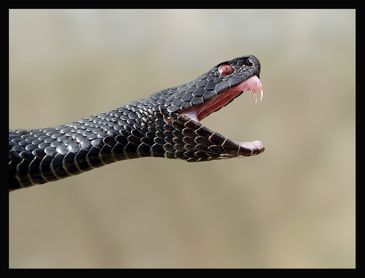 Гадюка Никольского (Vipera nikolskii)