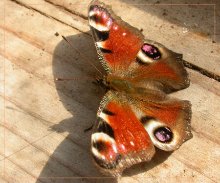 макронасекомое