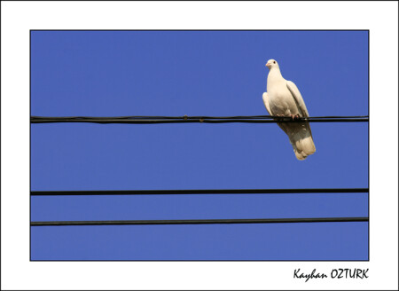 Freedom