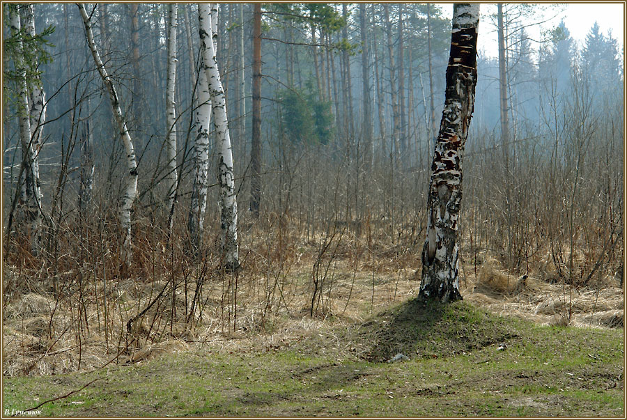 Начало. Первая трава
