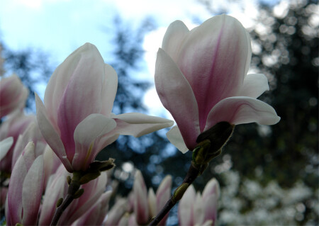 Магнолия