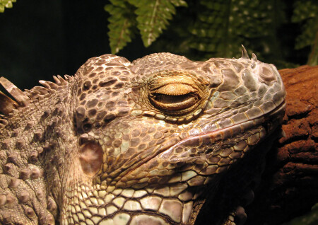 Годзилла на отдыхе