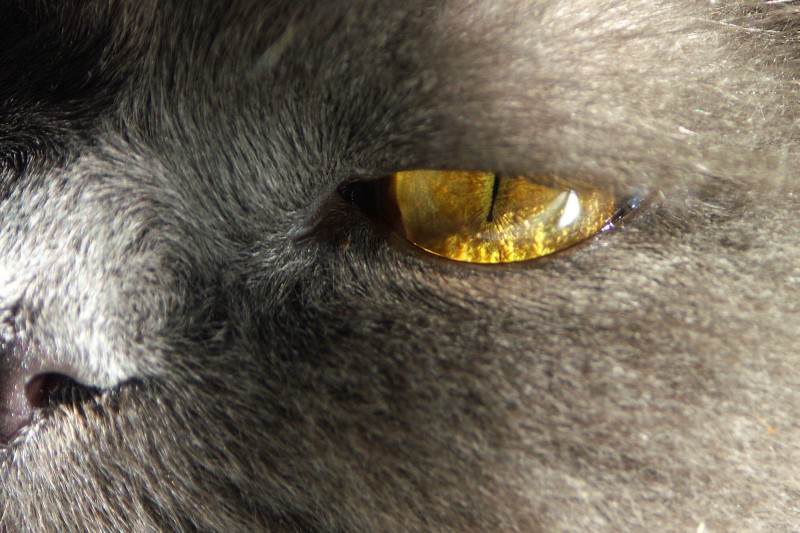 Gold eye