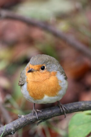 Упитанная зарянка