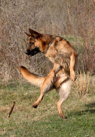 Темперамент