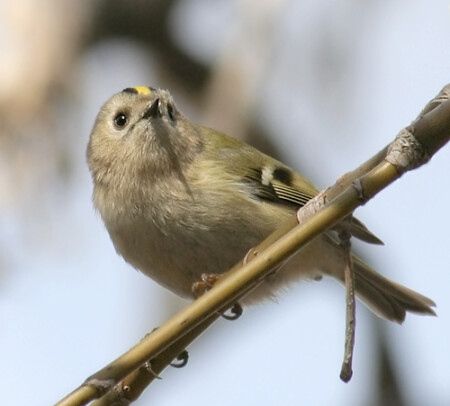 Задумчивый королек