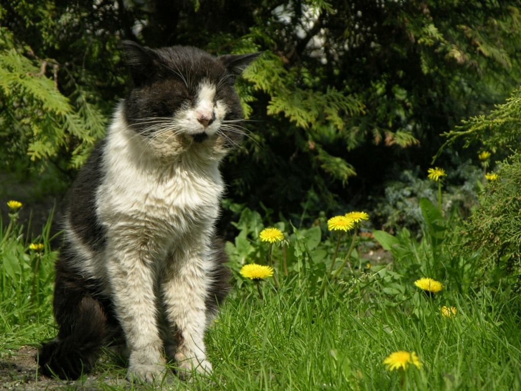 монастырский котяра