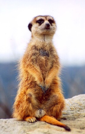 Маленький страж