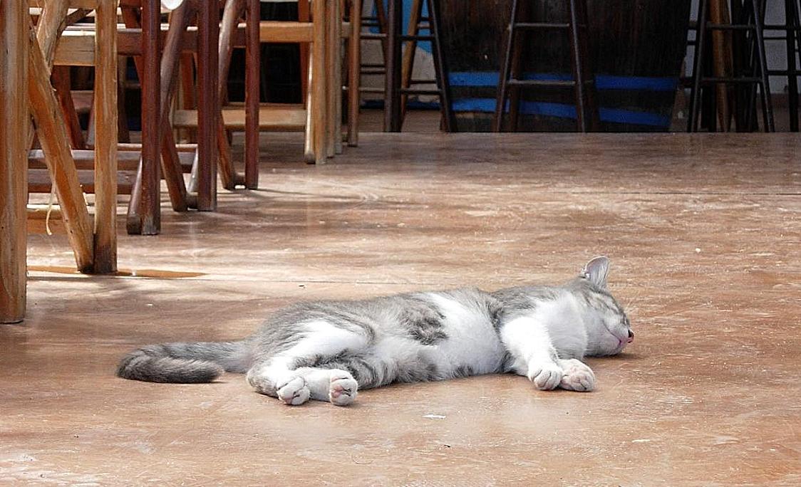 GreeceCat
