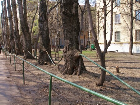 Забор - переросток.