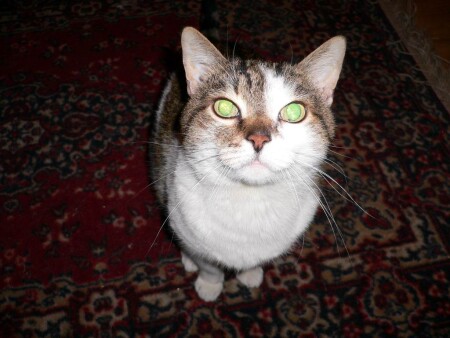 Любопытный