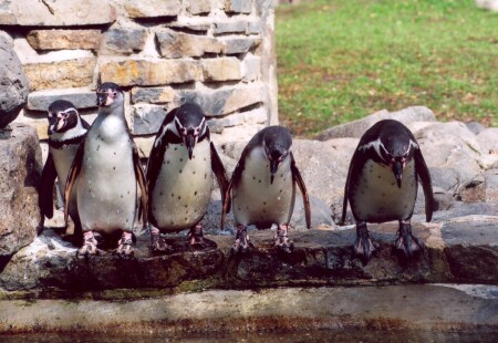 Веселые старты