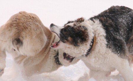 Алабаи или медведи?