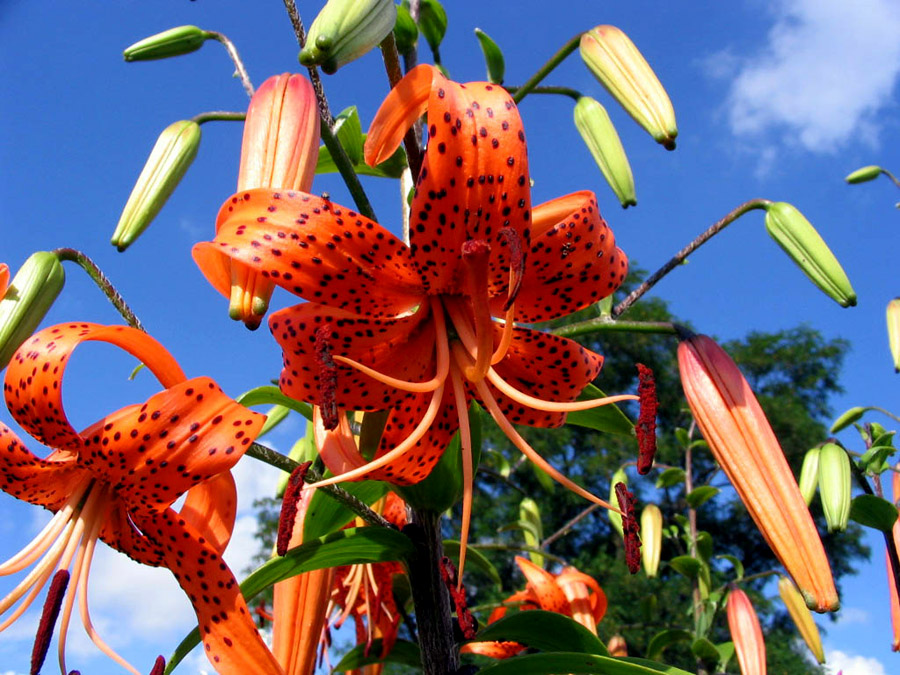 Lily