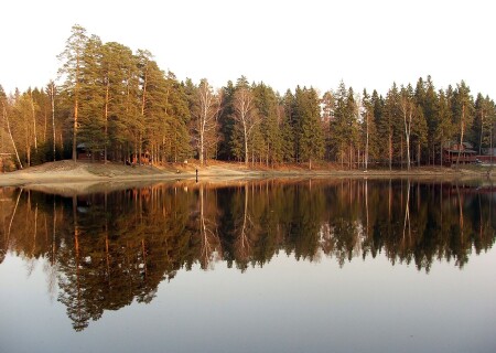 Зеркало леса