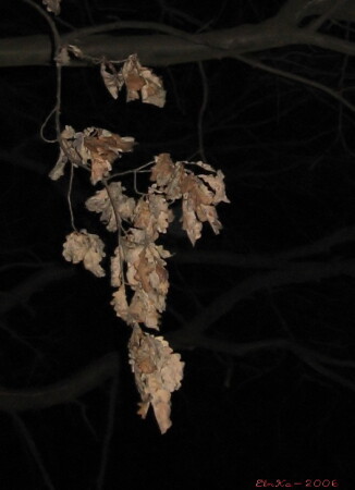 Дубовый виноград