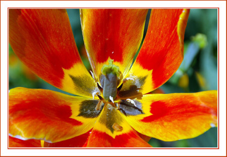 Весенний цветок