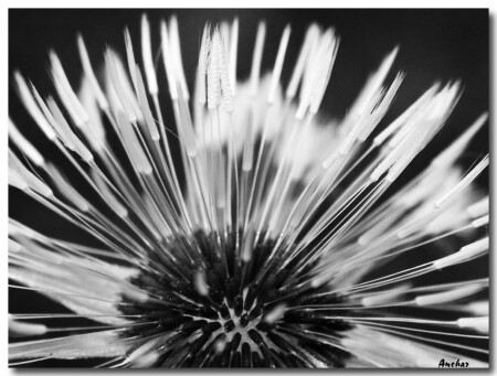 Её кисточки...