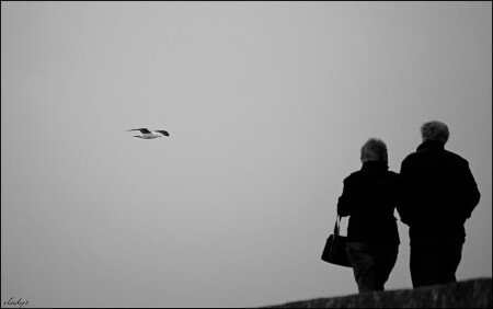 Чайка,живущая в каждом из нас.