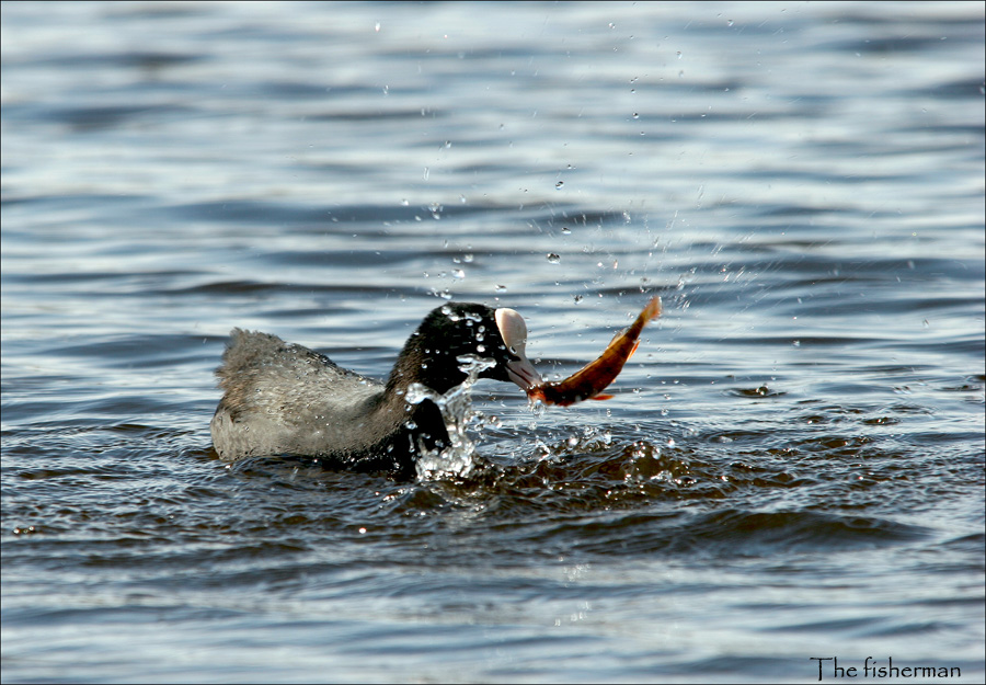 The fisherman 