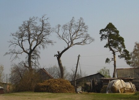 сельский пейзаж