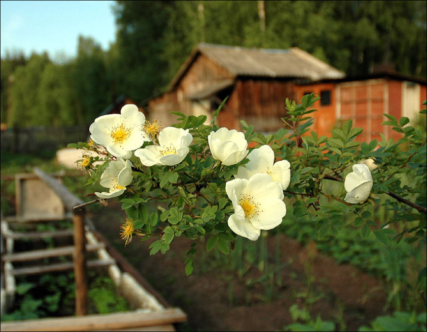 Ветка шиповника