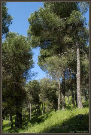 Forest _ лес