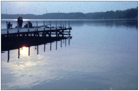 Мошки атакуют