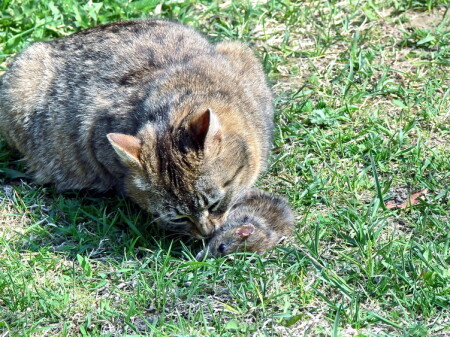 Поцелуй Юды