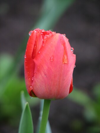 После дождя