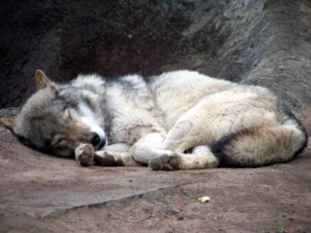 сладкий сон