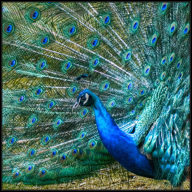 Pavo