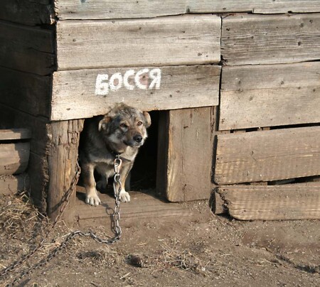 Босся