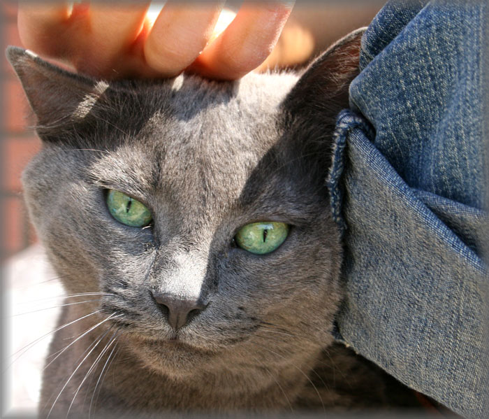 Дачная кошка
