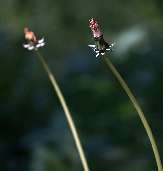 one flower's life