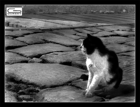Такая она...кошачья жизнь...