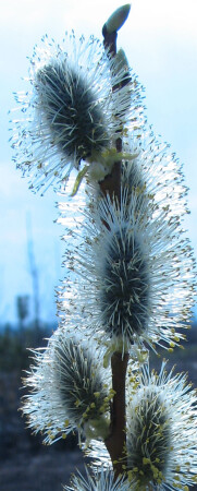 Весенняя...!